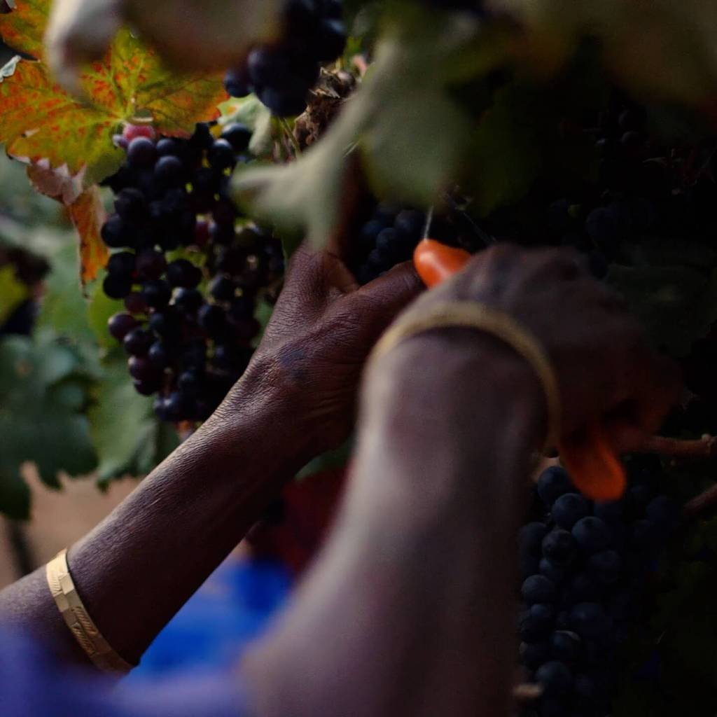 big_banyan wines - Master (2160p).mp4.00_01_09_17.Still002